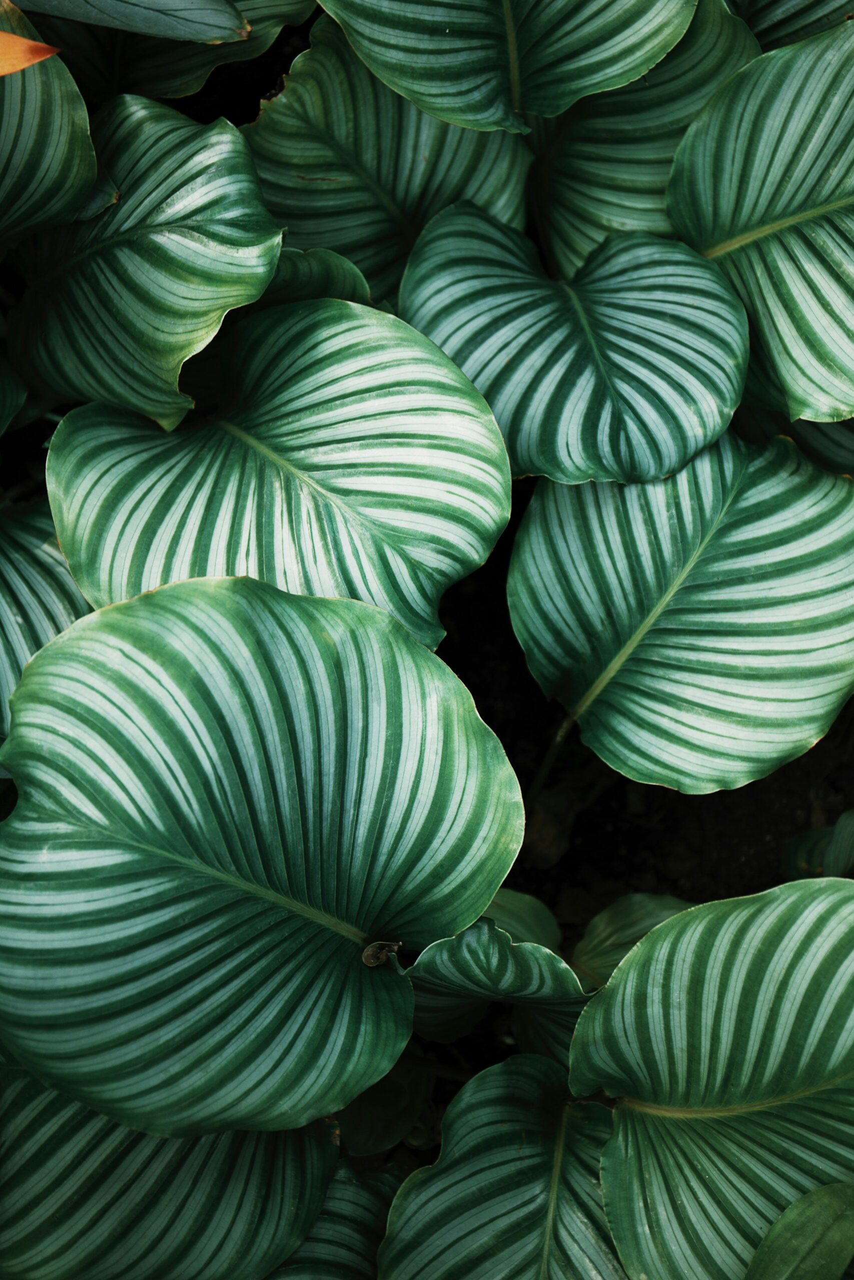r-ra-bBiuSdck8tU-unsplash