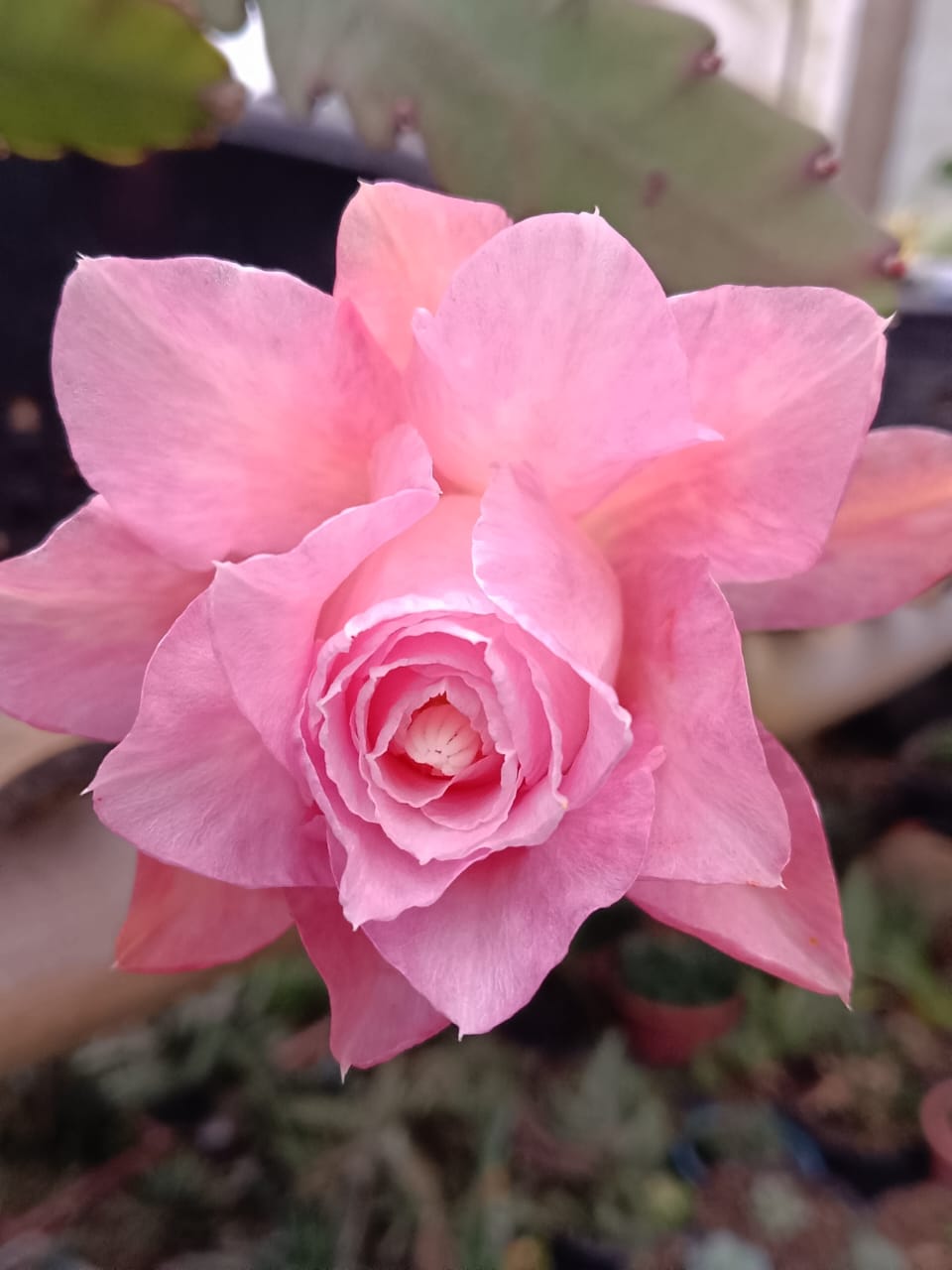 FLOWER