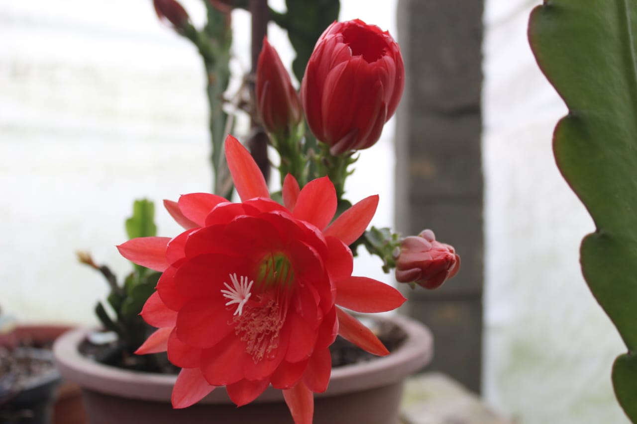 Red Brahma Kamal (1)