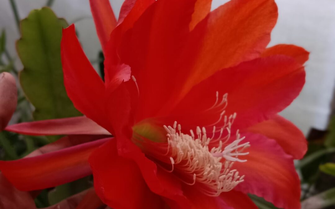 Red Brahma Kamal (Red Orchid Cactus)
