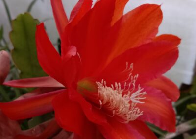 Red Brahma Kamal (Red Orchid Cactus)