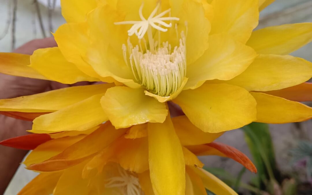 Yellow Brahma Kamal (Yellow Orchid Cactus)