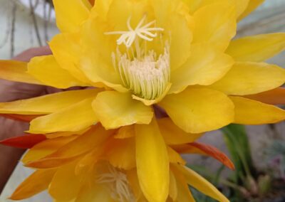 Yellow Brahma Kamal (Yellow Orchid Cactus)