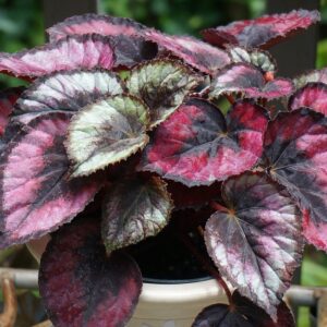Rex begonias