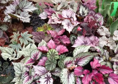Rex Begonias